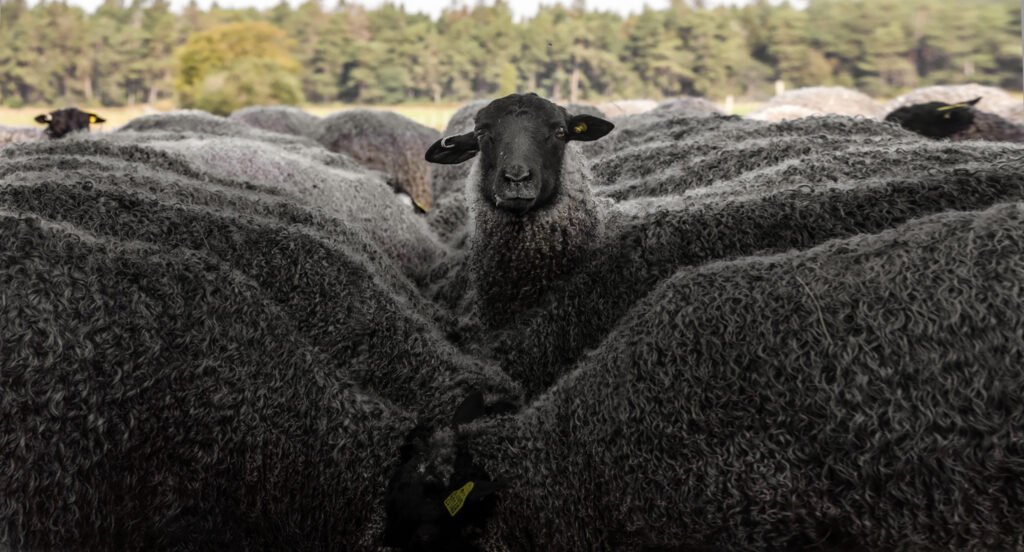 En flock gotlandsfår där ett av fåren tittar in i kameran